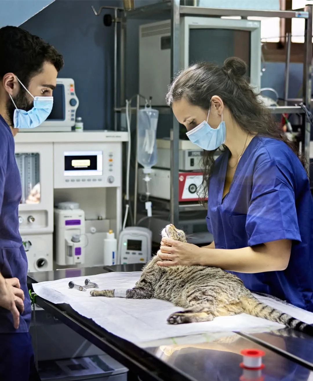 Provet veterinarians examining a cat during medical procedure