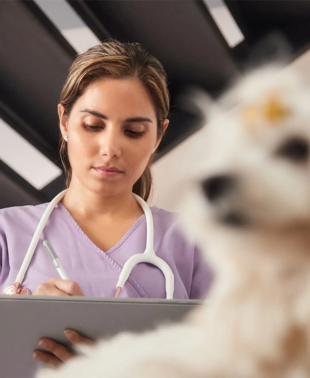 Provet veterinarian in purple scrubs writing on clipboard with stethoscope