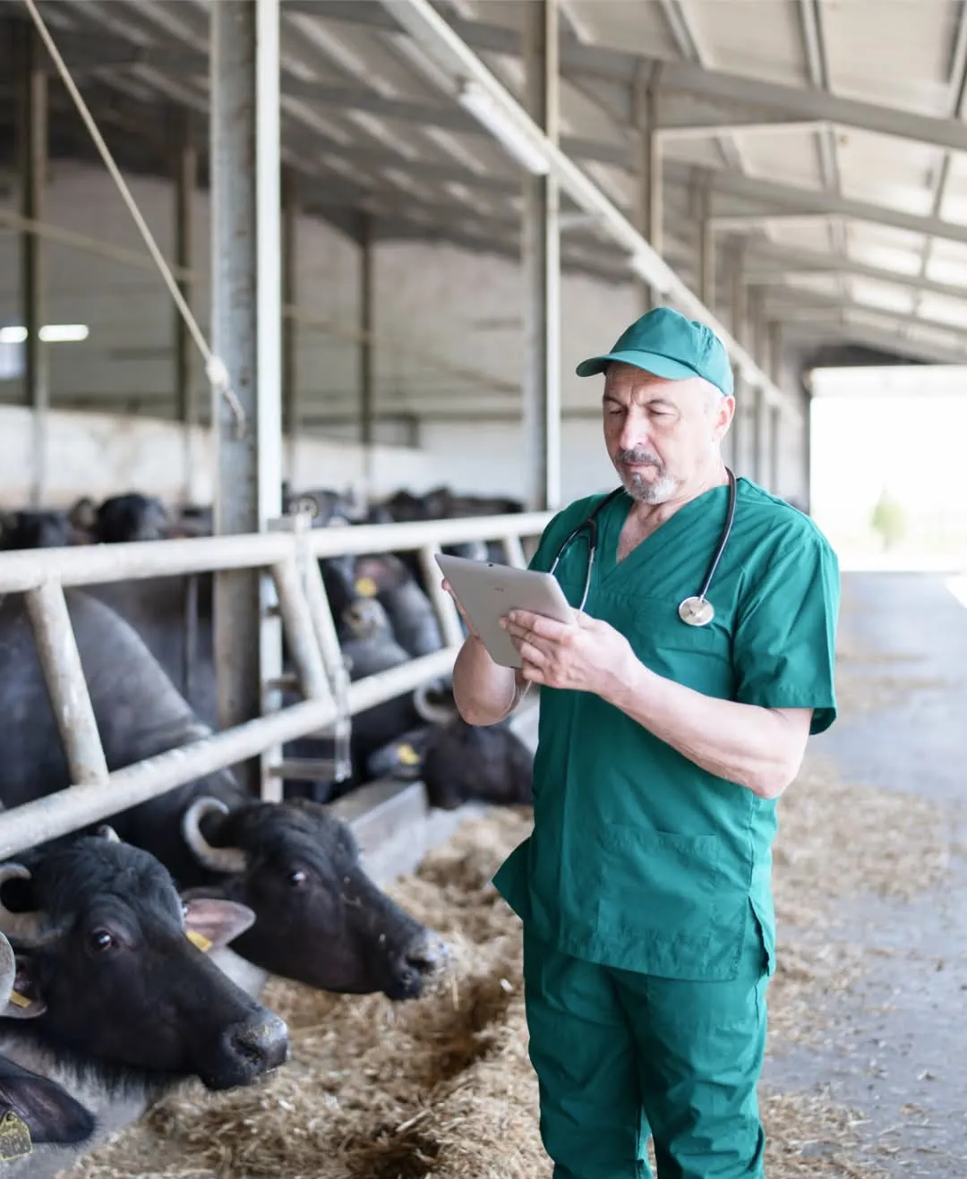 Provet veterinarian checking dairy cows using tablet in modern barn